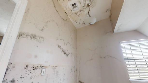 Best Mold Odor Removal Services  in Centerville, GA