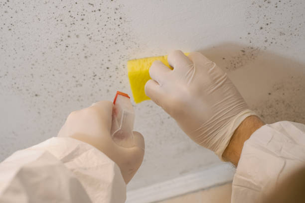 Best Industrial Mold Remediation  in Centerville, GA