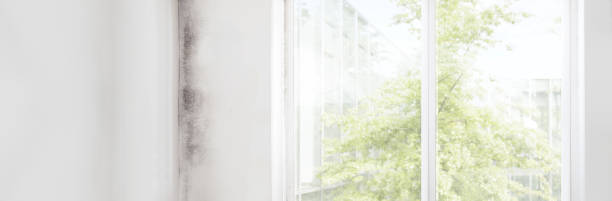 Best Environmental Consulting for Mold Prevention  in Centerville, GA