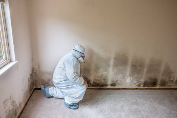 Mold Odor Removal Services in Centerville, GA