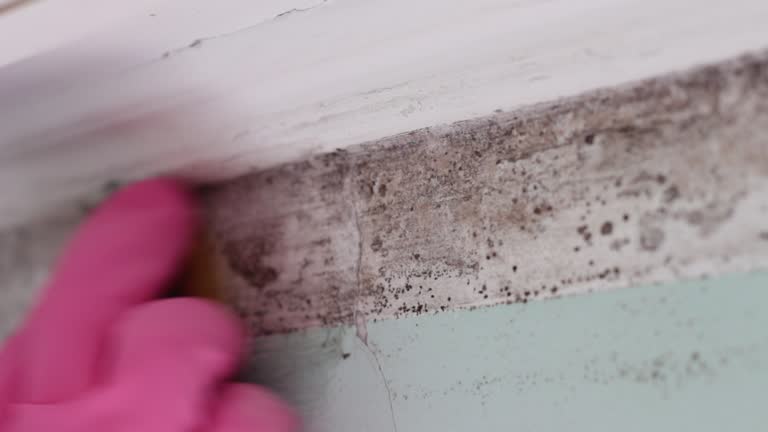 Centerville, GA Mold Removal Company
